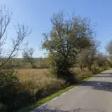 A rural paved road flanked by various trees and vegetation under a clear blue sky
