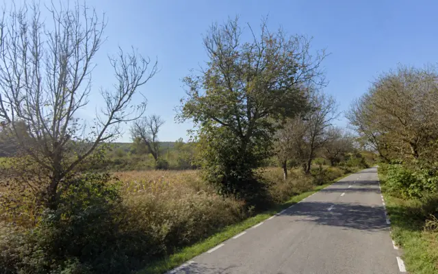A rural paved road flanked by various trees and vegetation under a clear blue sky