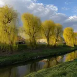 Willow trees with yellow foliage along a river bank with a bridge and houses in the background