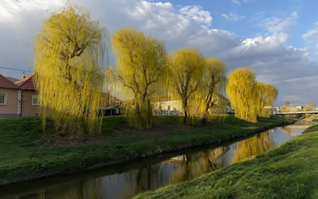 Willow trees with yellow foliage along a river bank with a bridge and houses in the background
